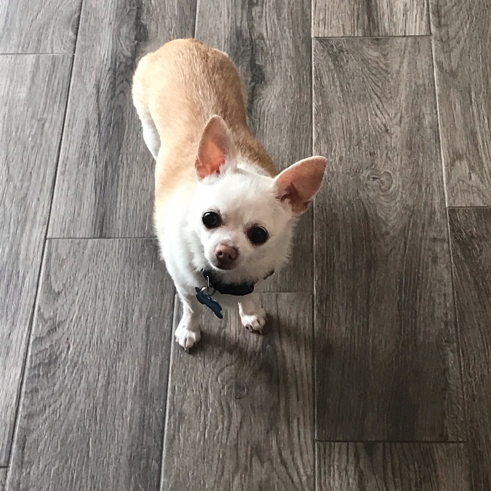 Meet your Posher, Priscilla